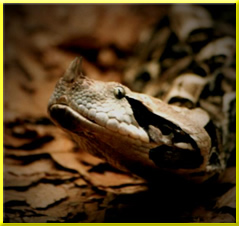 Gabunviper