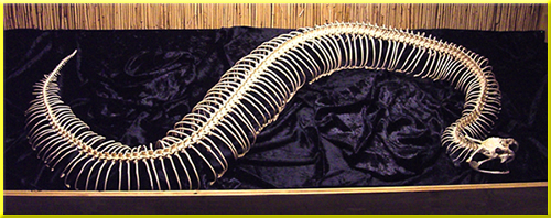 Gabunviper Skelett