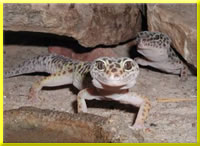 Leopardgecko´s