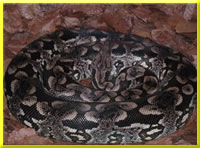 Madagaskar Boa