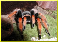 Brachypelma boehmei